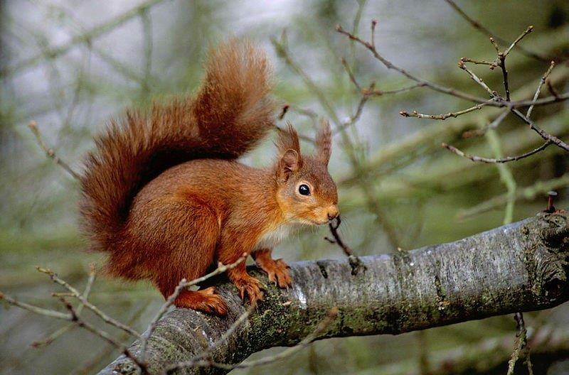 Red Squirrel